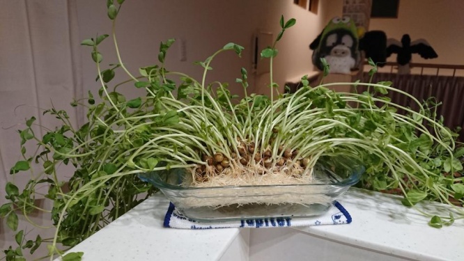 見覚えのある感じ（画像はぴよりん＠harepiyopiyoさん提供）