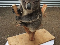 動物の体重ってどうやって測るの？かわいすぎる動物たちの体重測定の様子を一挙公開