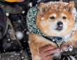 〝揚げパン〟みたいになっちゃった...　雪から抱き上げられた柴犬に8.6万人の心ホクホク