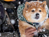 〝揚げパン〟みたいになっちゃった...　雪から抱き上げられた柴犬に8.6万人の心ホクホク