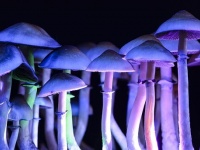 幻覚物質シロシビンがなぜうつ病に効果をもたらすのか？人間の「自我」と関連性（オランダ研究）