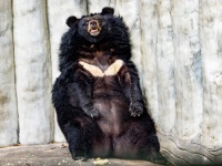 冬眠中のクマの血清に人間の筋肉細胞を増やす効果があることが判明