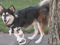 これなら完璧！バージョンアップした3Dプリンター製の義足で元気に走るハスキー犬
