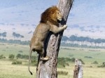 【悲報】百獣の王、情けない姿を激写される