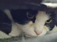 「どうか元気になって！」容体の悪化した保護猫プーシクくん、原因特定のため緊急手術へ