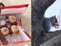玄関に置いてあったカップケーキが1個減っていた。犯人は毛むくじゃらのあいつだった！