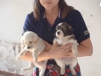 「ボクの後について来て！」子犬が導いた先の廃墟にいたのは、もう1匹の子犬だった！