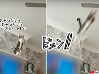 猫界のSASUKE会場はこちら。回転するシーリングファンに飛び乗る競技です