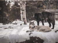 アメリカでオオカミの色が変化するという謎な現象、その謎がついに判明