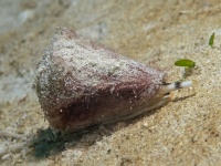 深海のイモガイから未知なる毒が発見される。新しい鎮痛剤に利用できる可能性