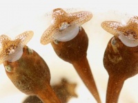 ぱっくり割れた不思議な口を持つオタマジャクシ。その親ガエルをようやく特定（ベトナム）