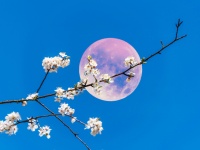 本日は満月。ピンク色じゃないけど幸運を運ぶと言われているピンクムーンが到来