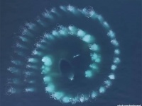 南極の海で見事な螺旋状のフィボナッチ数列が出現！その正体は？