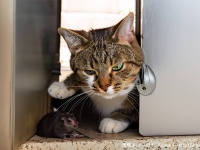 ネズミを連れてきた猫。どうやら一緒に遊ぼうとしているようだ