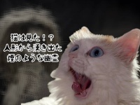 人形から煙のように出てきた幽霊？驚いた猫が逃げ出す