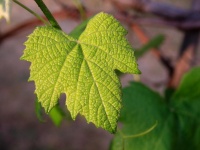 長年の謎が解けた