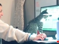猫と飼い主の「気持ちはわかるけど今はダメ！」仕事の妨害をしまくるお邪魔猫たち