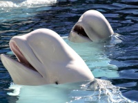 シロイルカの社交性は人間並み。家族だけではなく他者とも絆を育む（米研究）