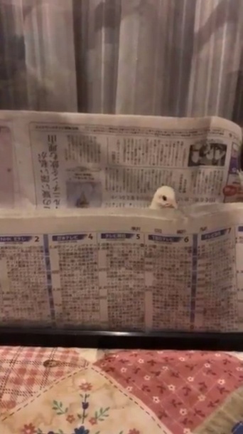 ネムネムくん【公式】（＠nemumu1228）さんのツイート