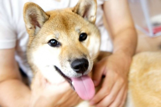 愛犬を処分しろと言われて......（以下、画像はイメージ）