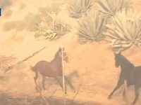 山火事で救出されたオス馬が、母馬と子馬を助けるため、危険が迫る火災現場へ戻っていく（アメリカ）