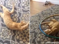 「スパゲッティ」と呼ぶとクネクネする猫がかわいい！