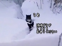 深雪の中で動けなくなった猫の為、犬が雪をかき分けて通り道を作る