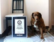 30歳の犬が存命する史上最高齢の犬としてギネス記録を更新