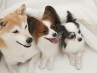 2位はあの短い足のダックスフンド、1位はパリでも話題の……！　飼ってみたい犬種の人気ランキングベスト5