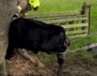 イギリスで何故か“牛が木に刺さる事故”が発生…　何があった！？