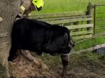 イギリスで何故か“牛が木に刺さる事故”が発生…　何があった！？