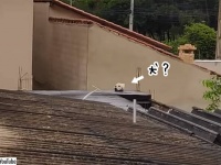 犬があらわれた！えっ、違う？こいつはいったい？