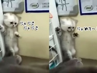 かわいすぎて気が遠くなる。子猫が大猫にびっくりする姿。