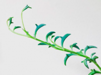 これはかわいくて育てたくなる。イルカの形をした多肉植物「ドルフィンネックレス」