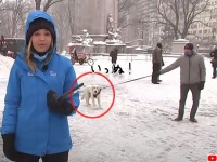 これはかわいい放送事故。お天気レポート中テレビ中継場所に居座ってしまった犬