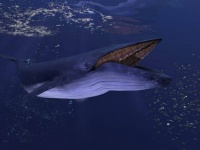 長さ3メートル。動物界最大の男性器を持つのはシロナガスクジラ
