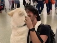 愛犬と1週間後の再会、自分も寂しかったけど犬はもっと寂しかったようだ