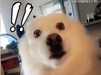 解せぬ！飼い主に別の犬の匂いがついていたときの犬の反応がドラマチック