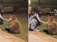 カピバラ仙人を昇天させるにはニンゲンハンドが1本あればいい件