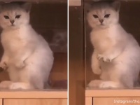 右肉球、左肉球、交互に見て！前脚を左右交互に閉じたり開いたりする猫