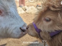 「ずっといっしょにいようね！」自分を犬だと思っていたミニ牛のところに、可愛い弟がやって来た！