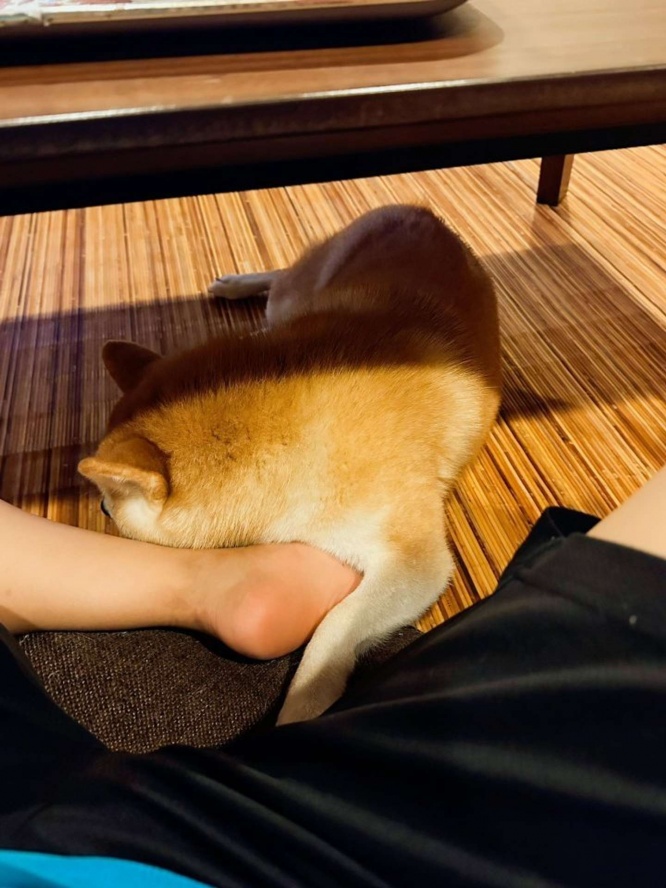足元で寝落ちするコンちゃん（画像はもふもふパラダイスさん提供）