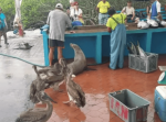 実に賑やか！ガラパゴス諸島の魚市場に“おこぼれ”を頂きに集まる動物達