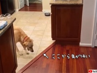 怖い怖い床が怖い。前に進めない犬の取った行動は？