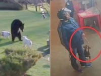 防犯カメラは見た！不法侵入に窃盗、器物損壊！動物たちのクリミナルな瞬間総集編