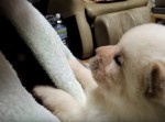 【わかるのか？】おばあちゃんに怒られてる豆柴が「うん、うん！」