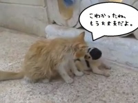 人間に助けられた猫が孤児となった子犬を救おうと奮闘する。内戦が続くシリアで起きているハートウォーミングな助け合いの連鎖
