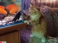 水槽にいる魚に戦いを挑む猫と、それを傍観する魚