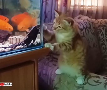 水槽にいる魚に戦いを挑む猫と、それを傍観する魚