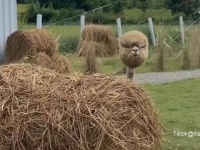君はこの衝撃に耐えられるか？アルパカの一撃必殺